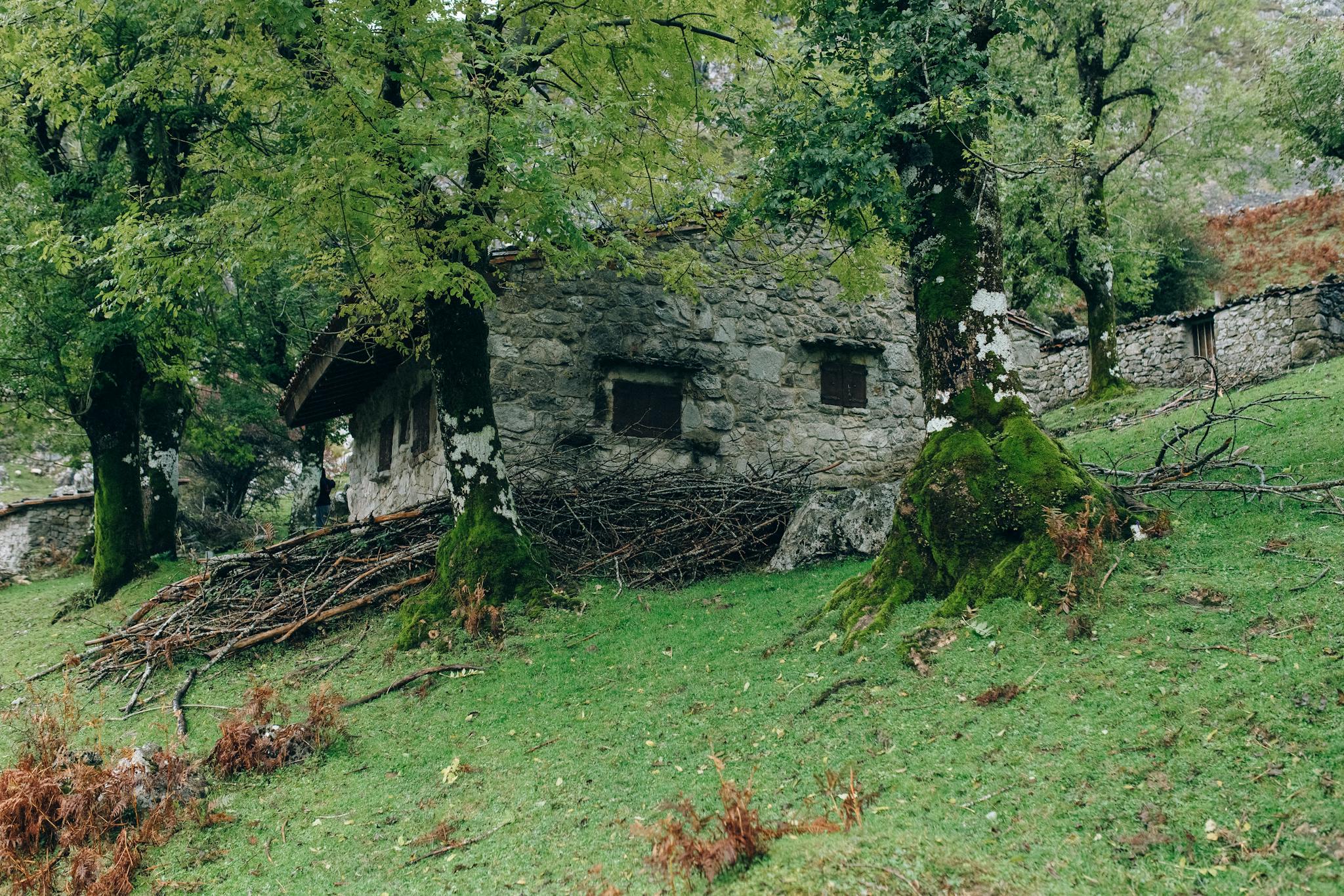 Charming stone house surrounded by green forest and moss-covered trees.